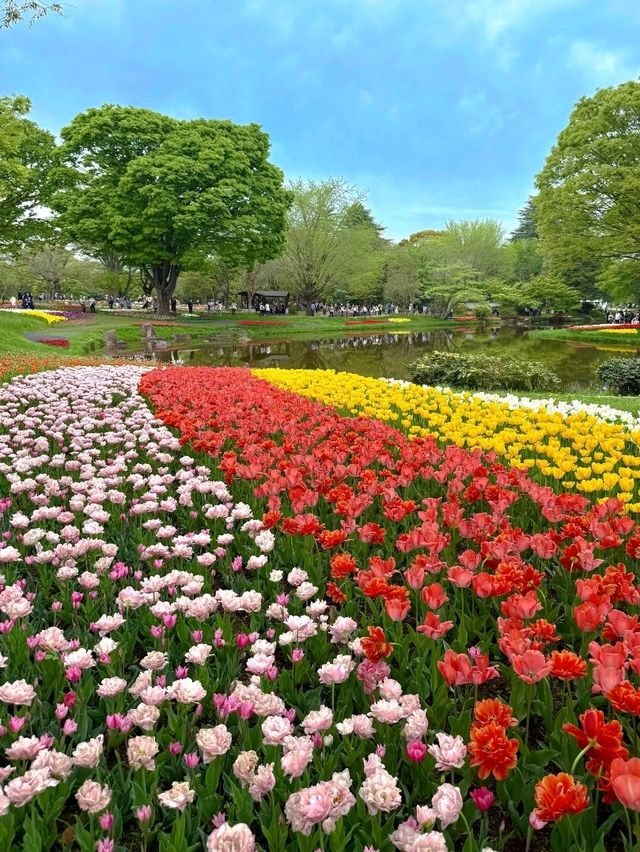 東京國營昭和紀念公園交通全攻略：奔赴萬株花海的愜意之旅