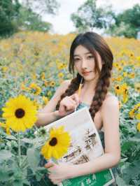 救命！在深圳撞進了向日葵的盛夏時光🌻每一幀都像被陽光吻過的浪漫畫報！