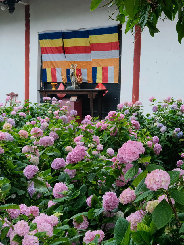 🌸孝泉延祚寺｜邂逅繡球花海與靈鹿的浪漫傳奇🌸