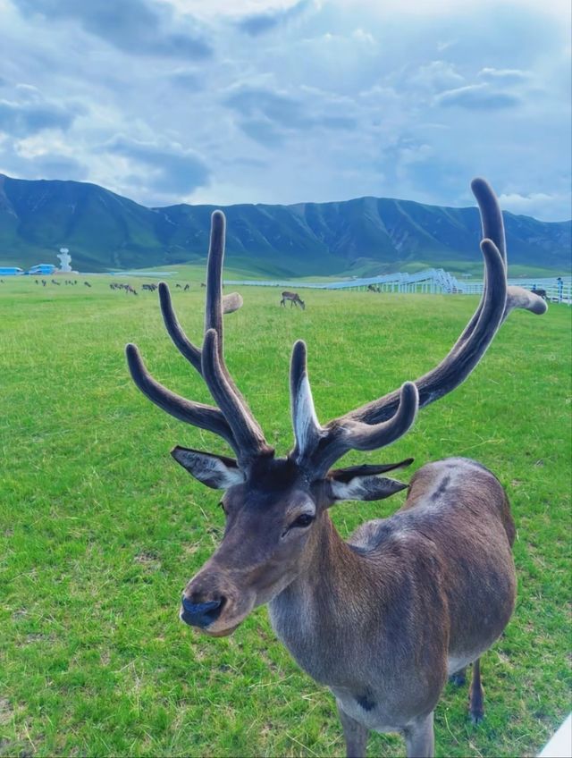 夢幻美妙 遇見神鹿。