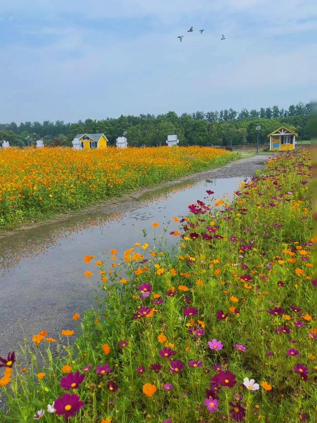 上海初夏第一片花海已經上線了