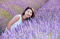 南法薰衣草花田旅拍指南