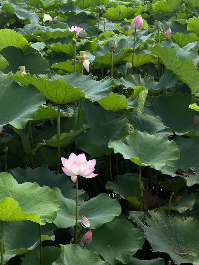 哇塞！葛巷地鐵站旁，竟藏著一片“夏日限定”荷花海！