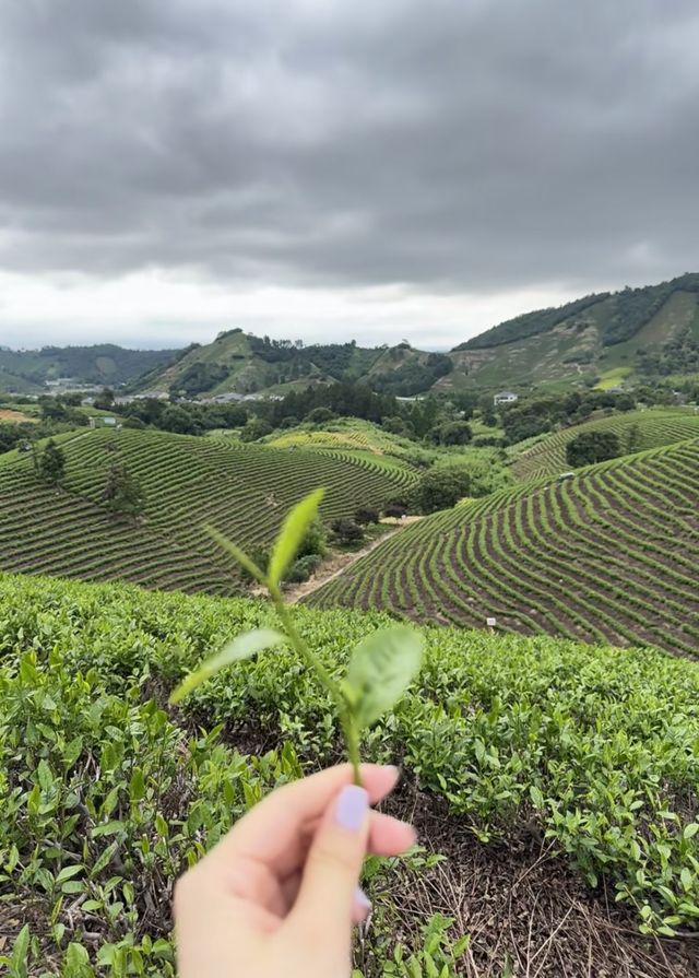 逃離城市喧囂，在安吉露營地躺進大自然