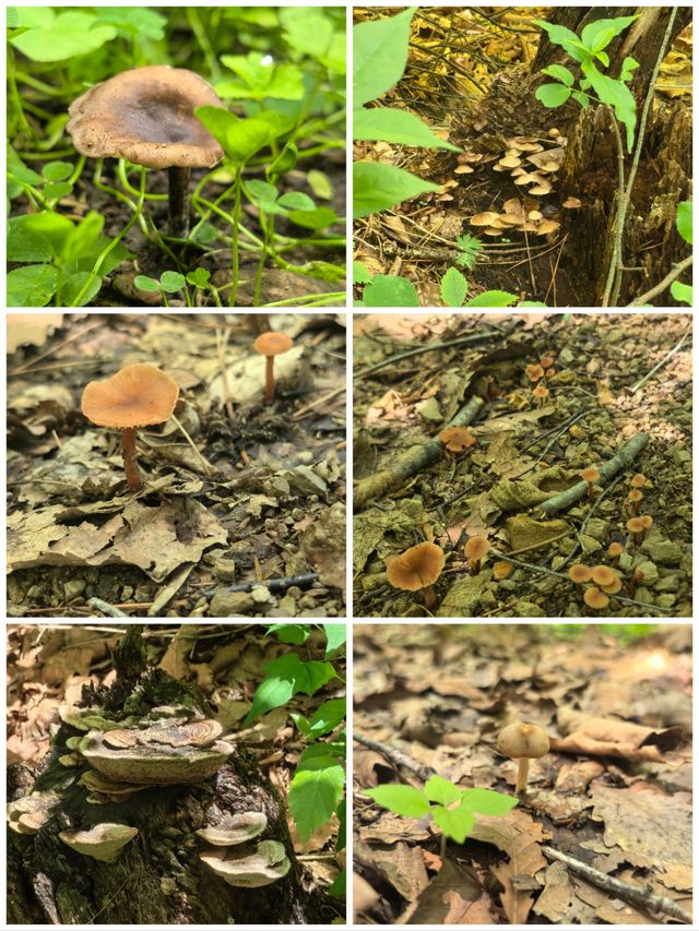 向山野，同昆蟲、樹葉同蘑菇見面