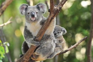 Gippsland's Hidden Gem - From Ninety Mile Beach to Alpine Rainforests
