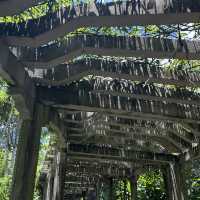 Shenzhen Fairy Lake Botanical Gardens!