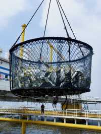 金鯧魚之都「湛江」捕撈現場帶你睇