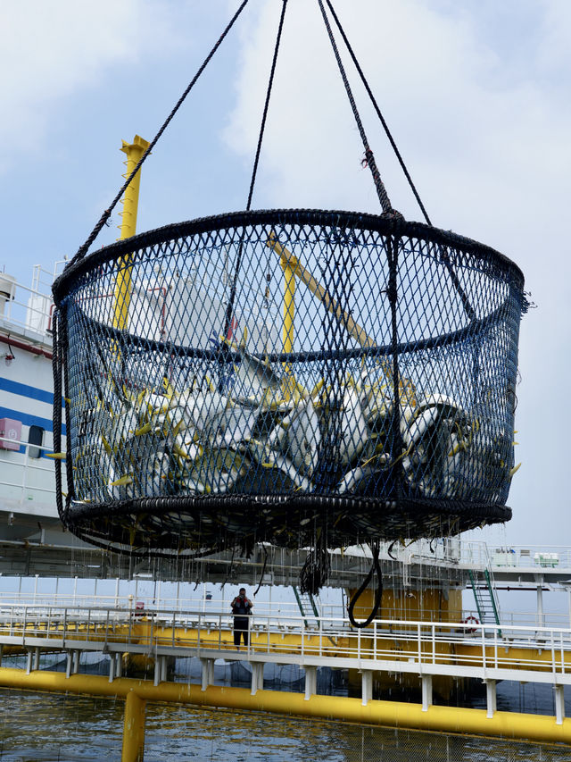 金鯧魚之都「湛江」捕撈現場帶你睇