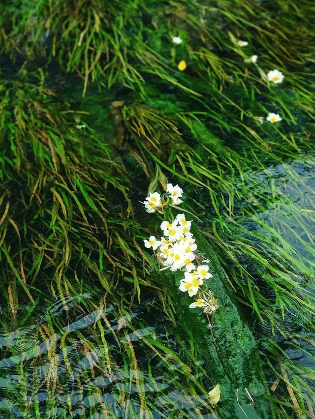 廣西都安 | 呢條會開花嘅河，靚到窒息