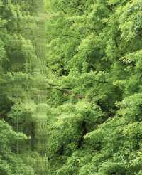 昆明植物園東園|闖入現實版綠野仙蹤！治癒系秘境大公開
