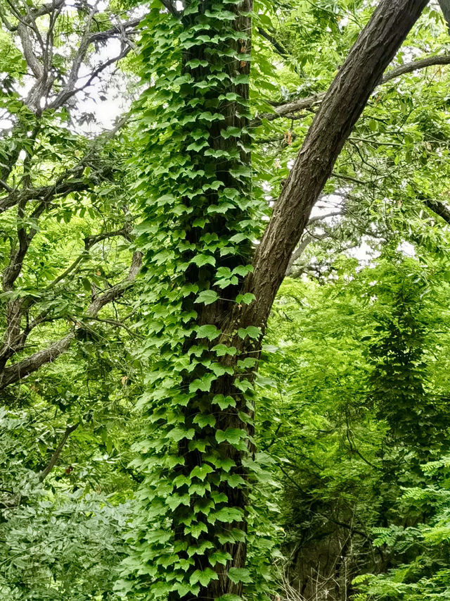 山海交錯的綠蔭時光——聯峰山公園