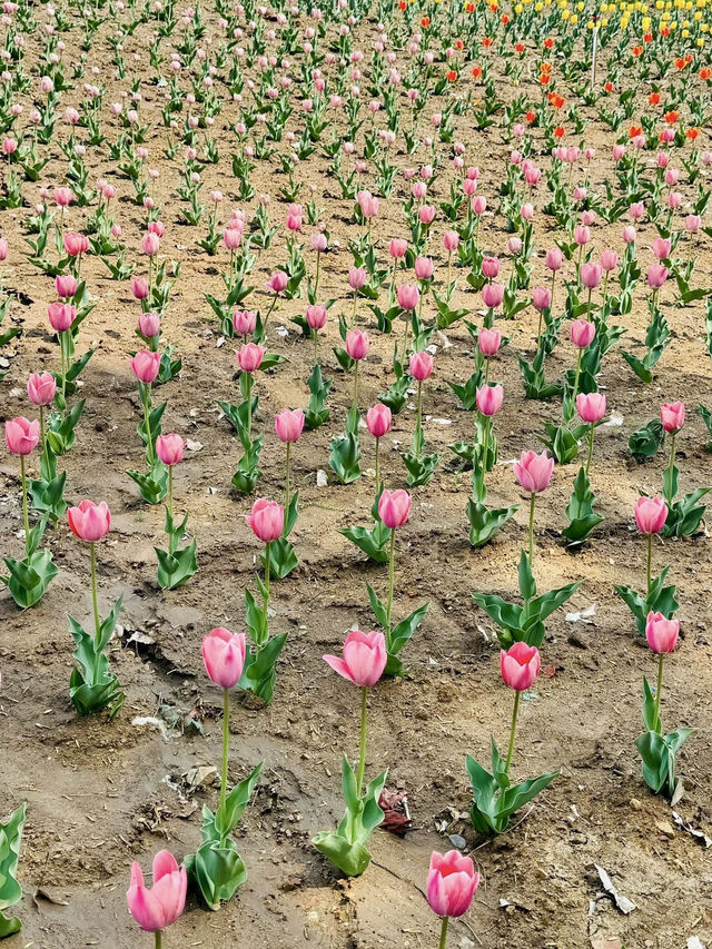 花果之鄉——遷西縣花鄉果巷景區