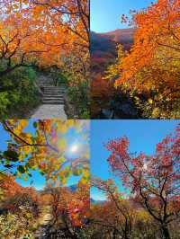 姊妹們！坡峰嶺嘅紅葉瘋咗啦！上帝打翻調色盤都冇咁狂野！
