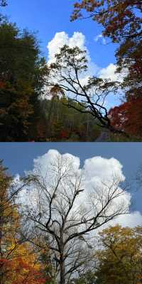 露水河國家森林公園太美啦