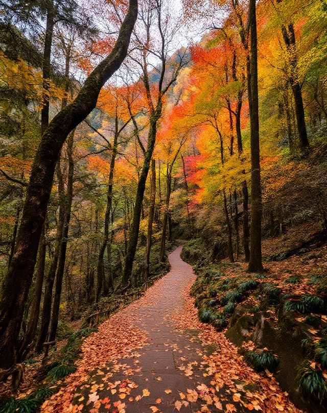 秋日賞楓絕佳秘境|10月中旬至11月中旬是賞秋黃金期
