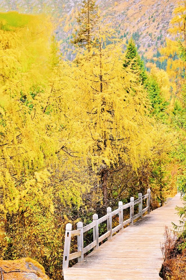 接下來的川西黑水縣！堪稱秋季旅行天花板…