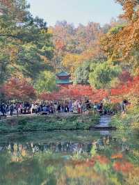 紅牆金瓦撞上滿山紅葉岳麓書院美到窒息！山頂俯瞰長沙城景絕