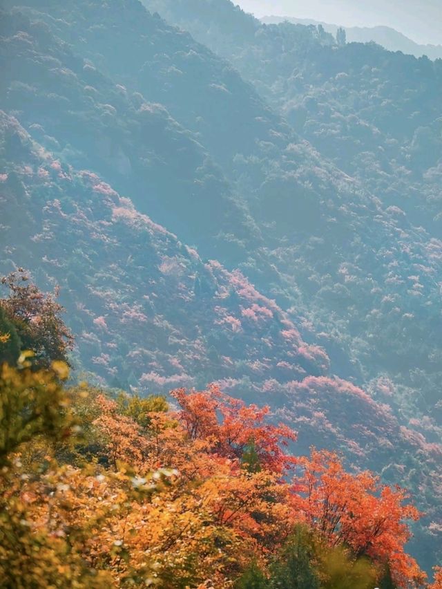 秋染天子峪紅黃配！！！