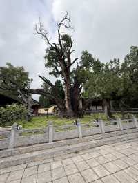鄭州 / 嵩陽書院