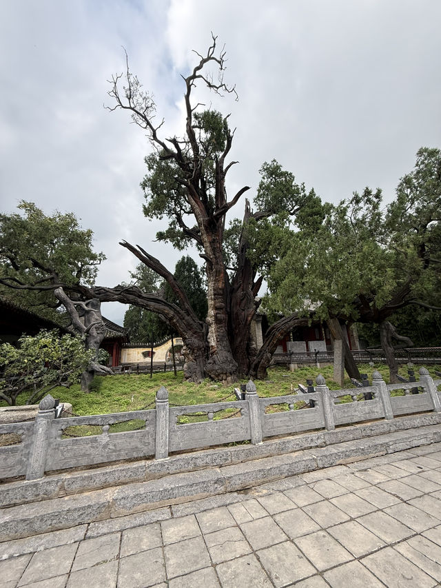鄭州 / 嵩陽書院