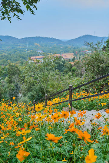 山花燦爛正當時,955階登頂江夏龍泉山 山花燦爛正當時,955階登頂江夏龍泉山
