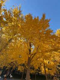 四得公園銀杏機位實拍|低角度這樣拍美炸了!