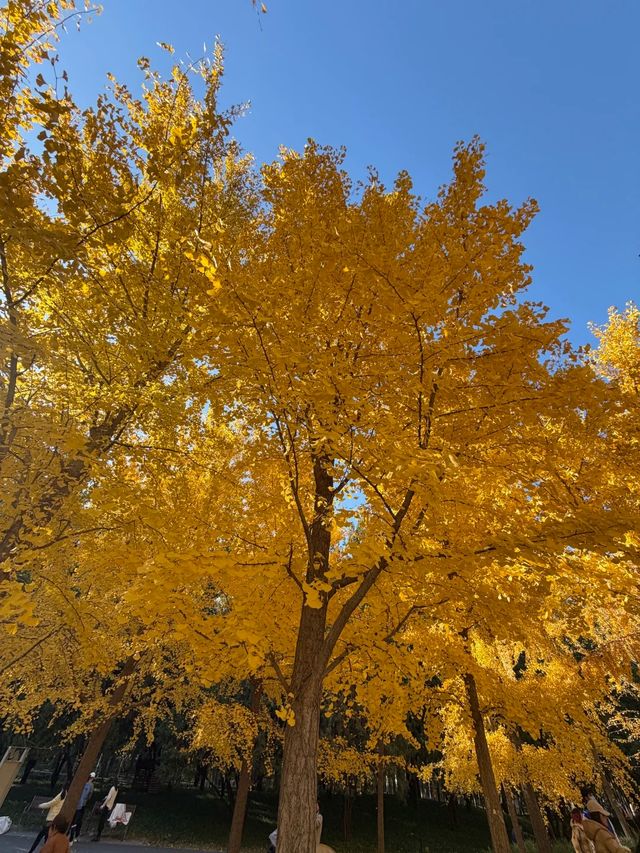 四得公園銀杏機位實拍|低角度這樣拍美炸了! 四得公園銀杏機位實拍|低角度這樣拍美炸了!