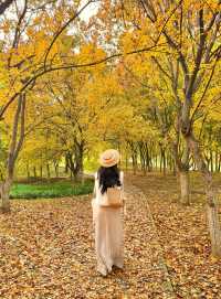 西安小眾賞秋秘境浐灞濕地公園銀杏打卡攻略