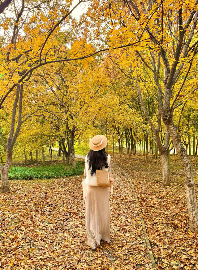 西安小眾賞秋秘境浐灞濕地公園銀杏打卡攻略