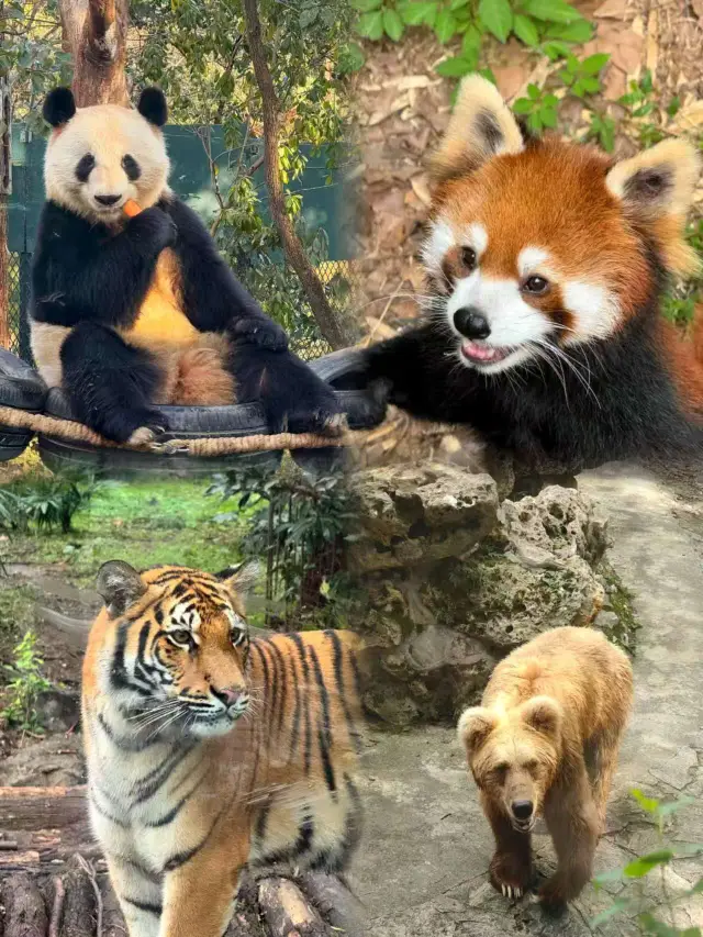 City Oasis Adventure‖One-Day Tour of Shanghai Zoo