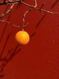 甘肅秘境預警比九寨更美嘅小彩林被我搵到喇