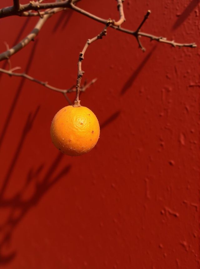 甘肅秘境預警比九寨更美嘅小彩林被我搵到喇