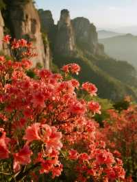 帶娃衝莫干山賞楓！95%紅楓美到尖叫