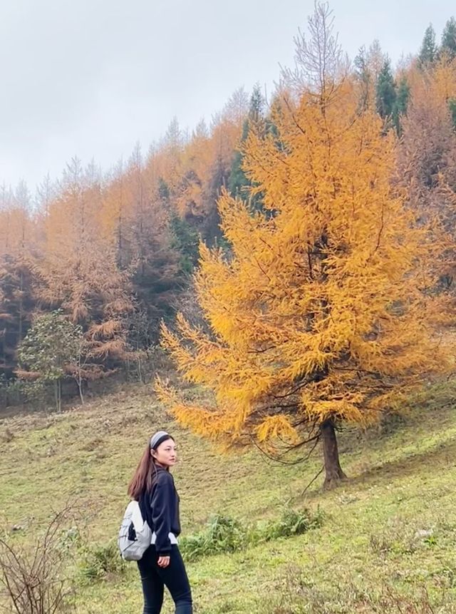 秋色森林裡的山羊牧場