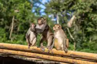 西雙版納遇“土匪猴”!零食差點被搶光