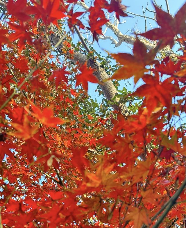 棲霞山賞秋｜南京的秋日浪漫，藏在這片紅楓裡