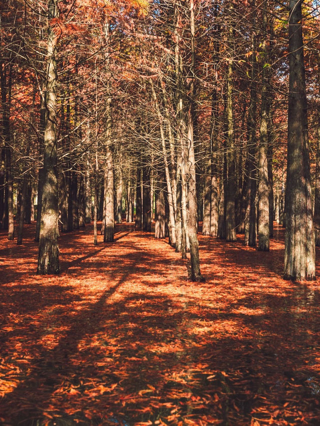 休寧朱村落羽杉｜闖入現實版油畫秋色世界