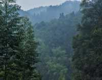 重慶璧山佛蔭寺｜銀杏金黃時的靜謐禪意