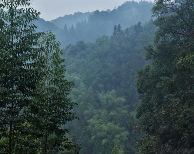 重慶璧山佛蔭寺｜銀杏金黃時的靜謐禪意