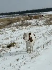 不是北歐，勝似北歐！雪後樺皮嶺