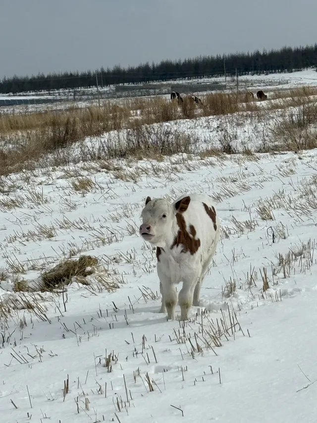 不是北歐，勝似北歐！雪後樺皮嶺