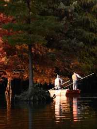 秋日陰雨漫步水杉林