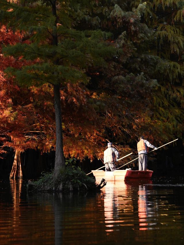 秋日陰雨漫步水杉林 秋日陰雨漫步水杉林