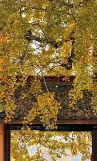 全屏打開莫干山的秋實況也太美了