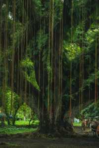 沒想到我拍到了現實版綠野仙蹤