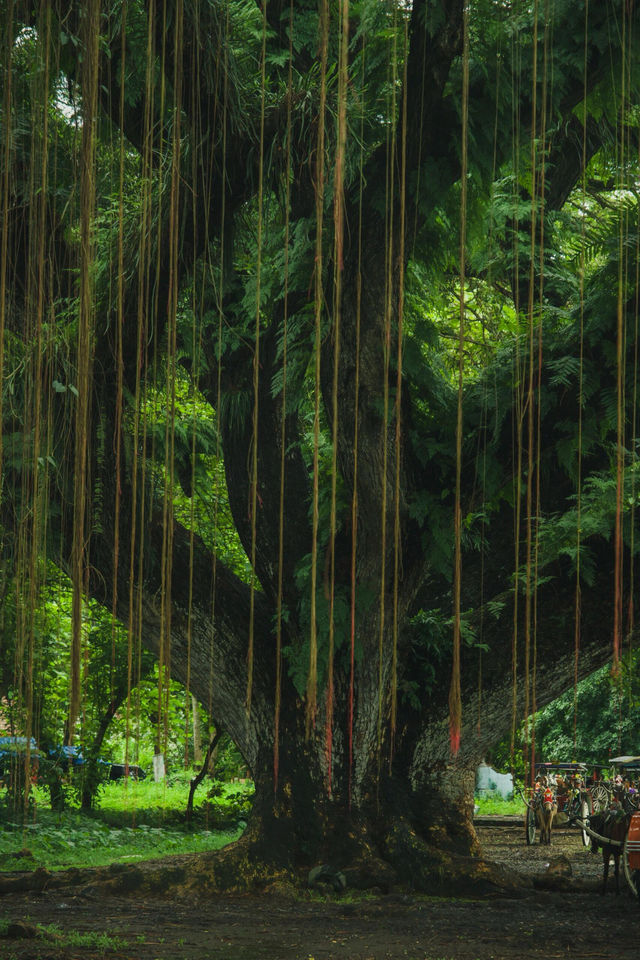 沒想到我拍到了現實版綠野仙蹤 沒想到我拍到了現實版綠野仙蹤
