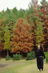 德陽東湖山水杉林紅了！陽光穿透紅杉林絕美