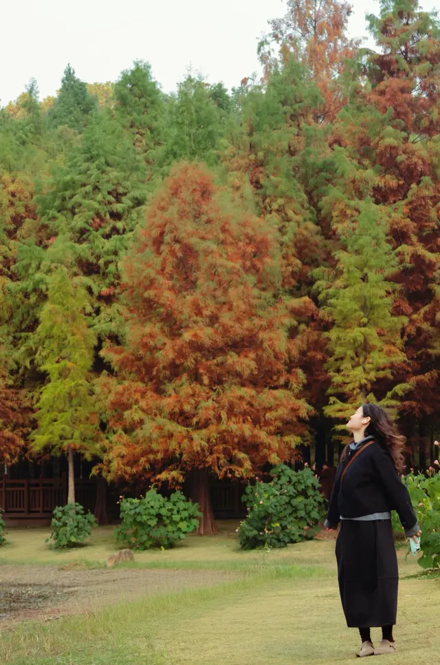 德陽東湖山水杉林紅了！陽光穿透紅杉林絕美