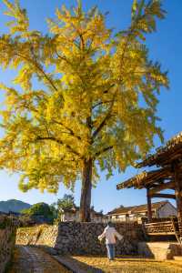 溫州百年銀杏樹已黃且牢固